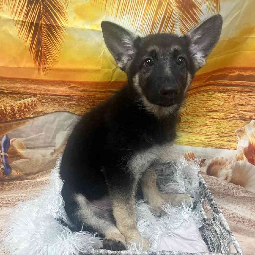 Female German Shepherd Puppy for Sale in Monroeville, PA