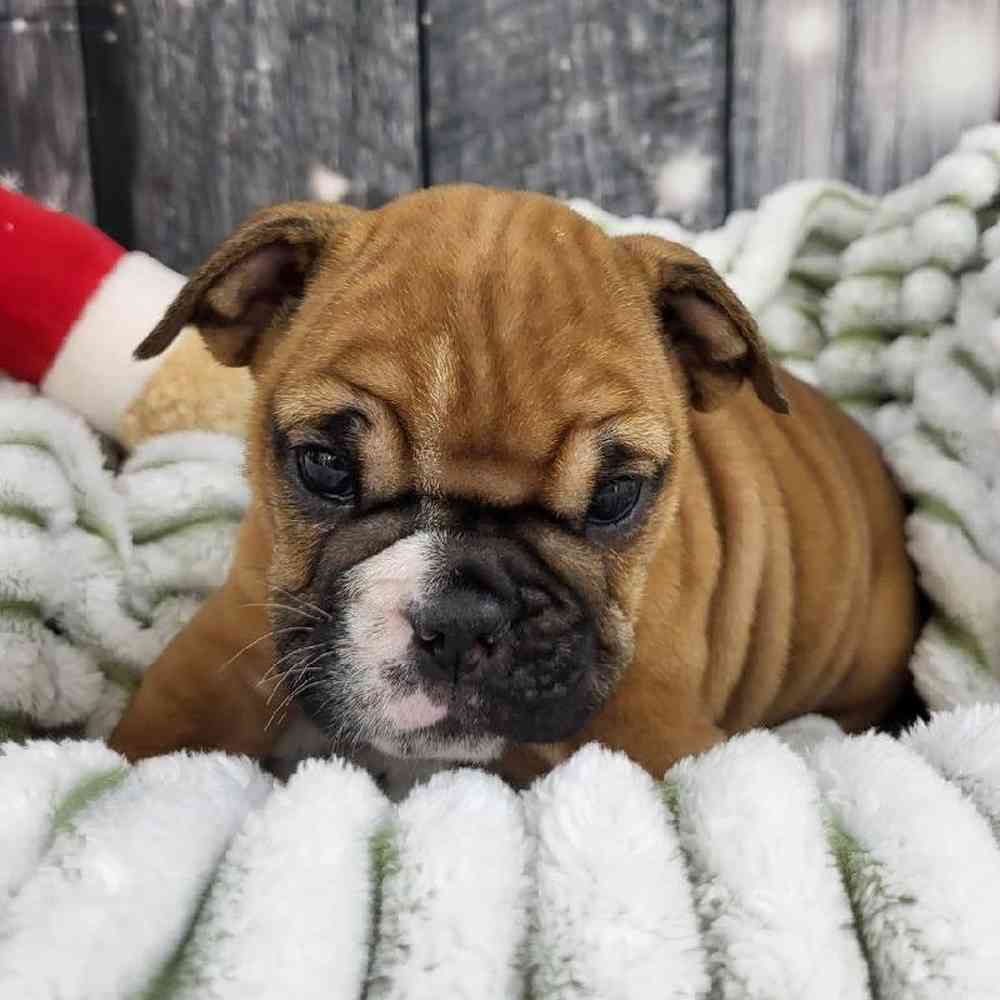 Female English Bulldog Puppy for Sale in Monroeville, PA