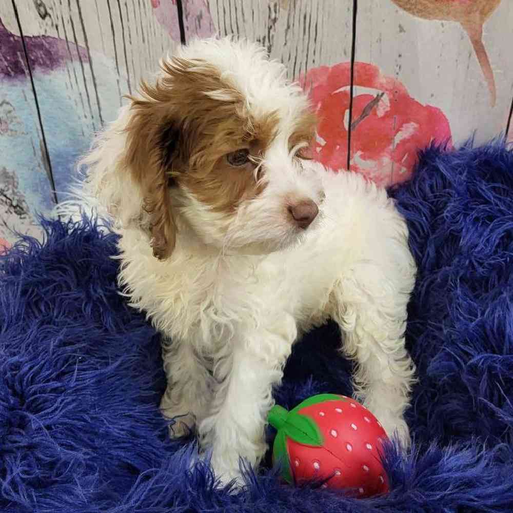 Female Cockapoo Puppy for Sale in Monroeville, PA