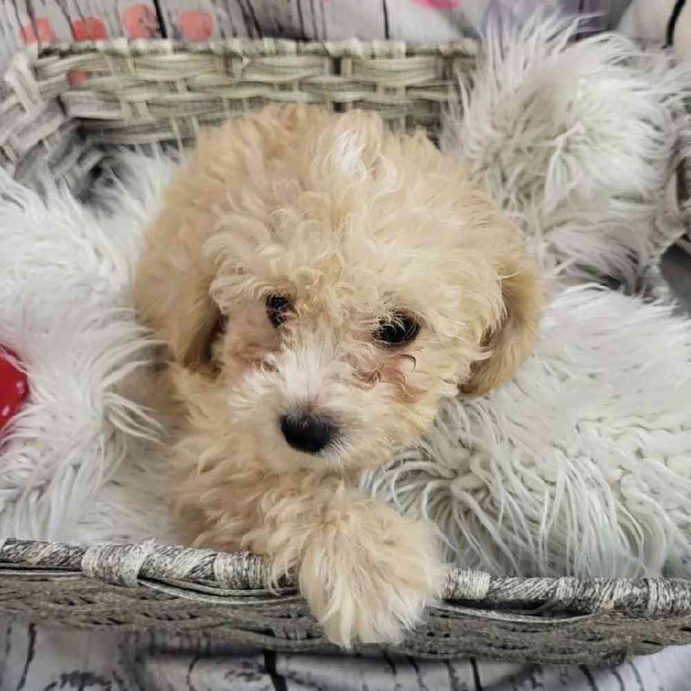 Female Bichon- Poo Puppy for Sale in Monroeville, PA