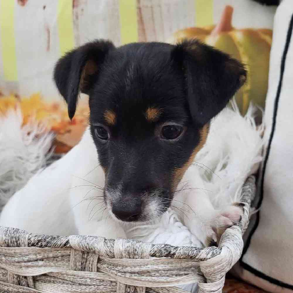 Female Jack Russell Terrier Puppy for Sale in Monroeville, PA