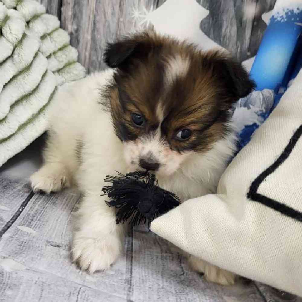 Male Papillon Puppy for Sale in Monroeville, PA