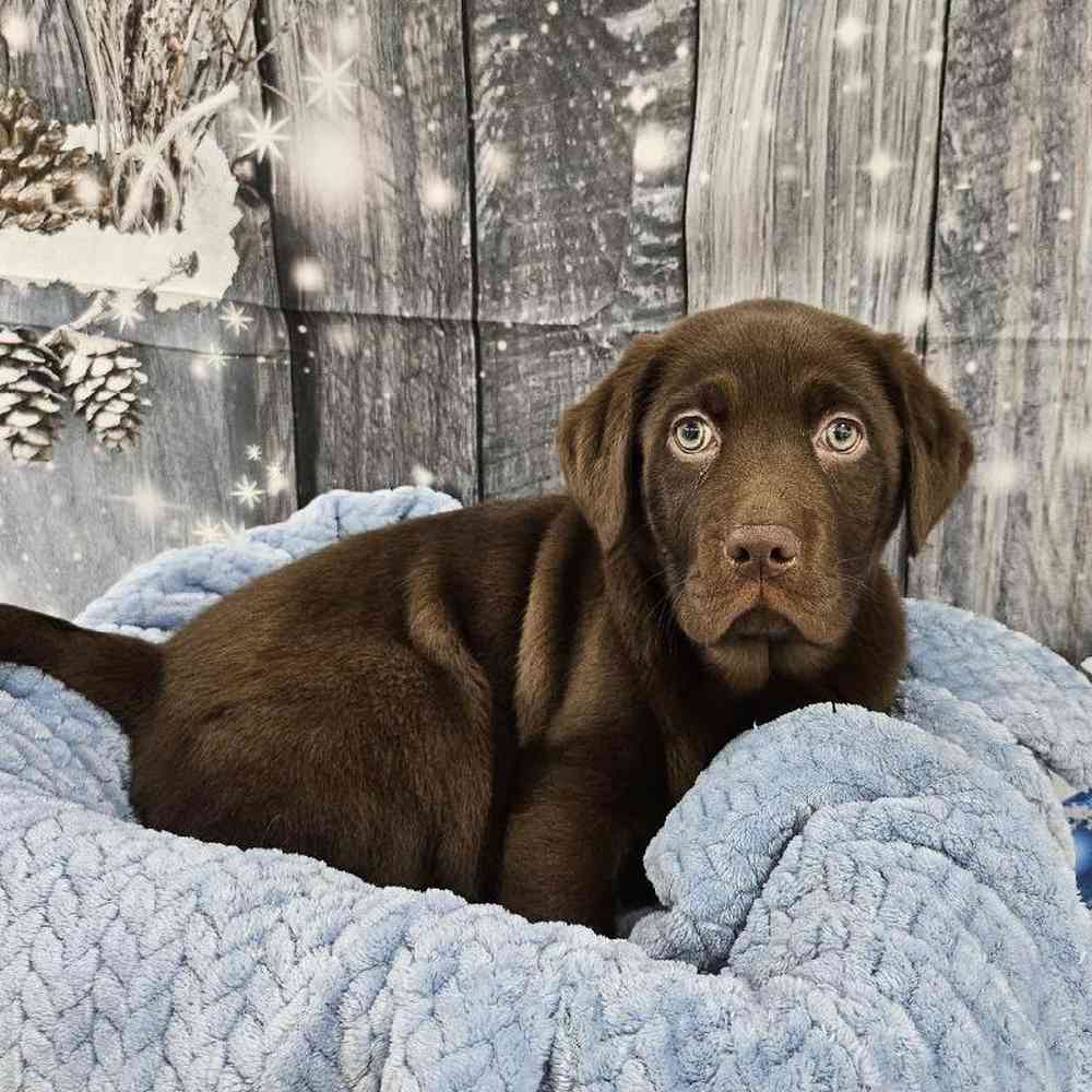 Male Labrador Retriever Puppy for Sale in Monroeville, PA