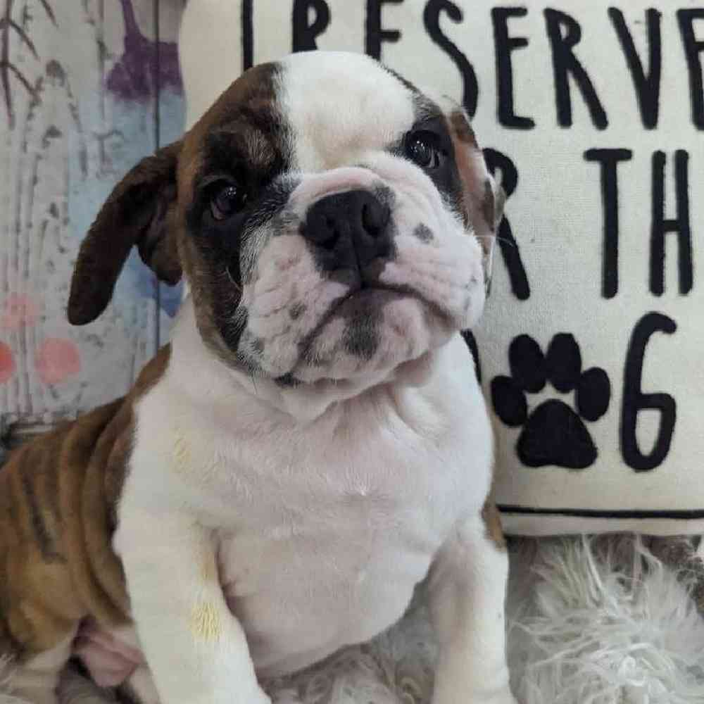 Male English Bulldog Puppy for Sale in Monroeville, PA