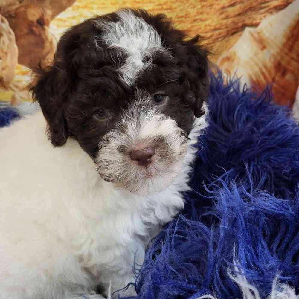 Male Havanese Puppy for Sale in Monroeville, PA