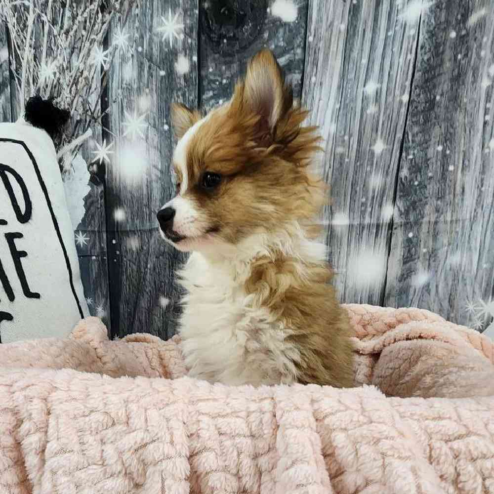 Female Pomeranian Puppy for Sale in Monroeville, PA