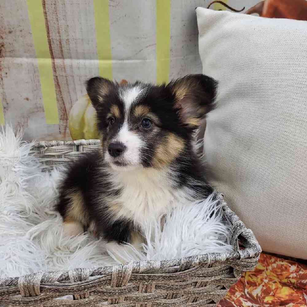 Male Pembroke Welsh Corgi Puppy for Sale in Monroeville, PA