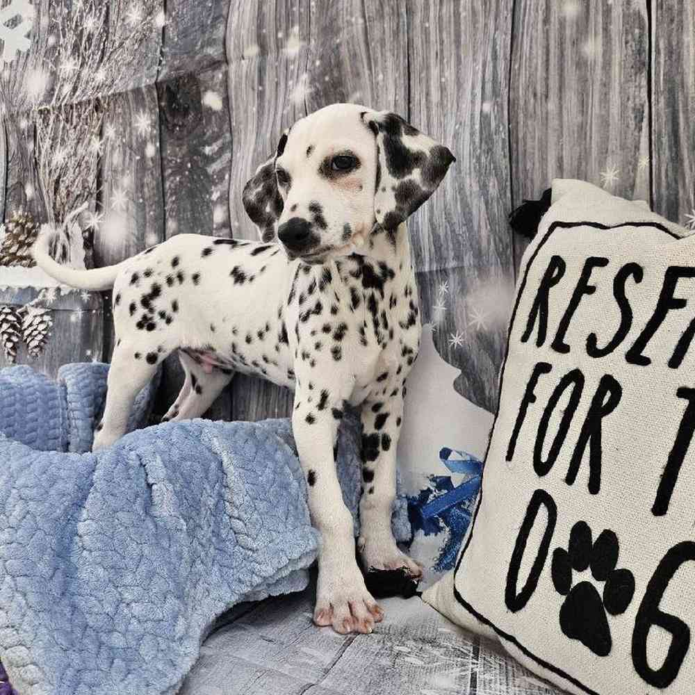 Male Dalmatian Puppy for Sale in Monroeville, PA