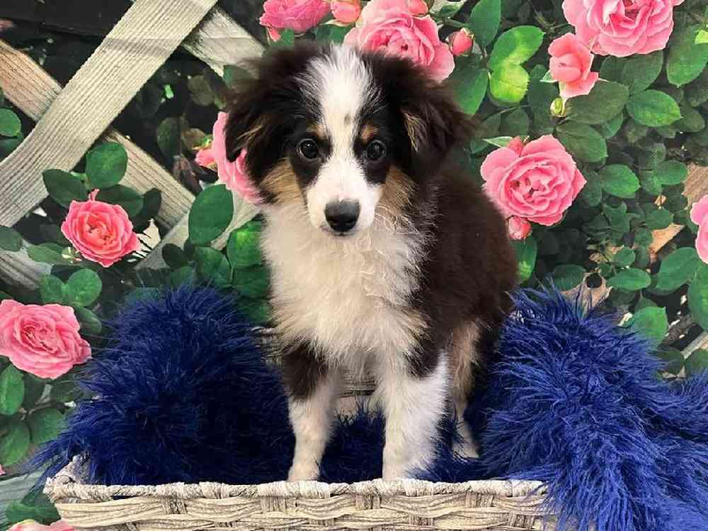 Male Toy Australian Shepherd Puppy for Sale in Monroeville, PA