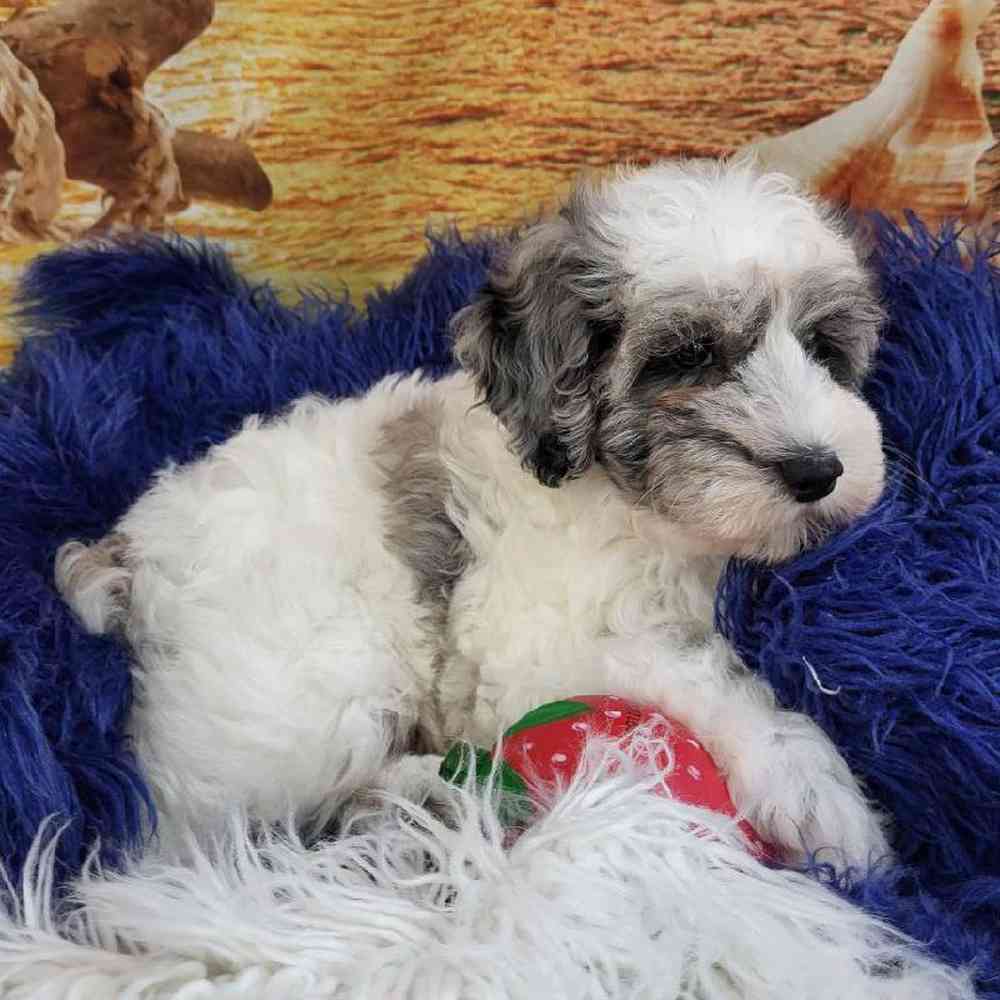 Male Schnoodle Puppy for Sale in Monroeville, PA