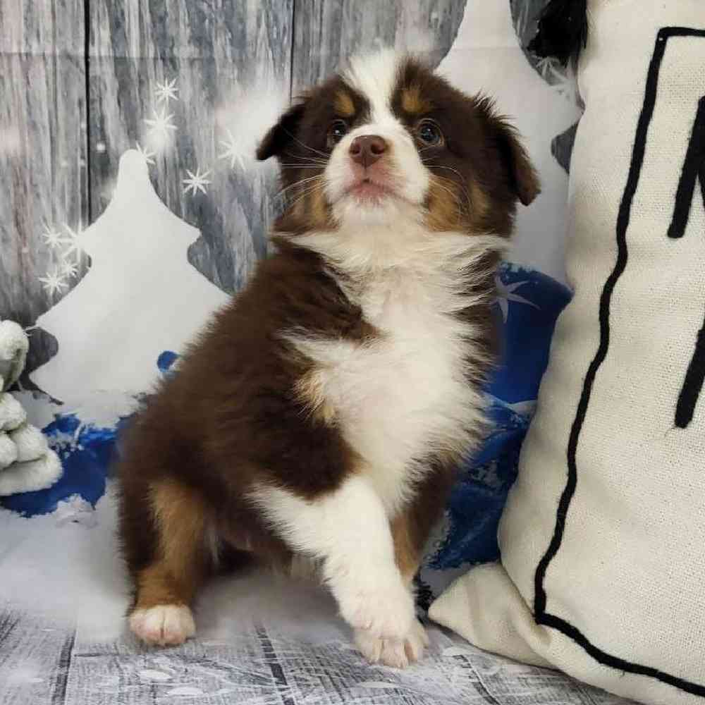 Male Toy Australian Shepherd Puppy for Sale in Monroeville, PA