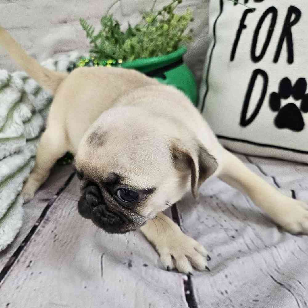 Female Pug Puppy for Sale in Monroeville, PA