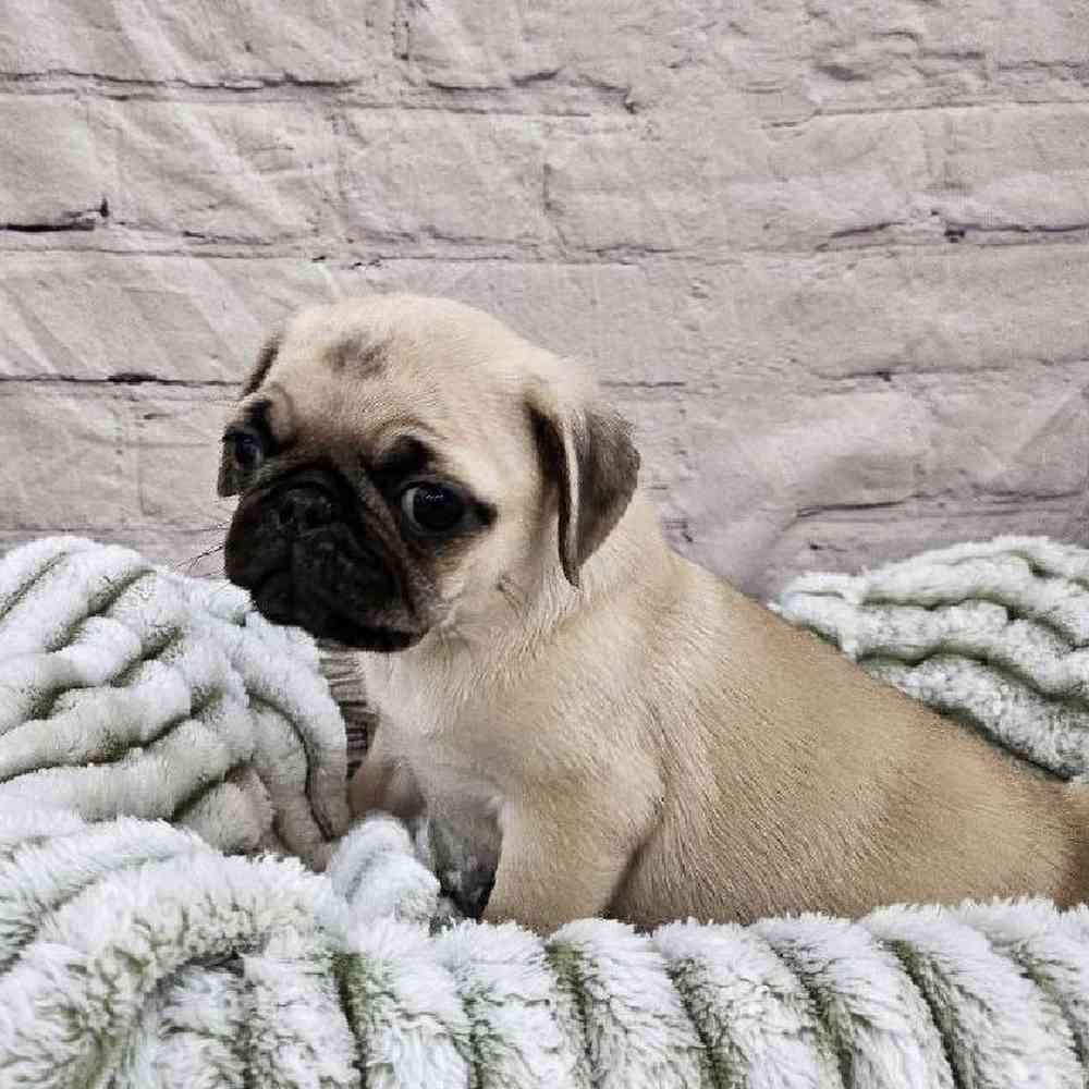 Female Pug Puppy for Sale in Monroeville, PA