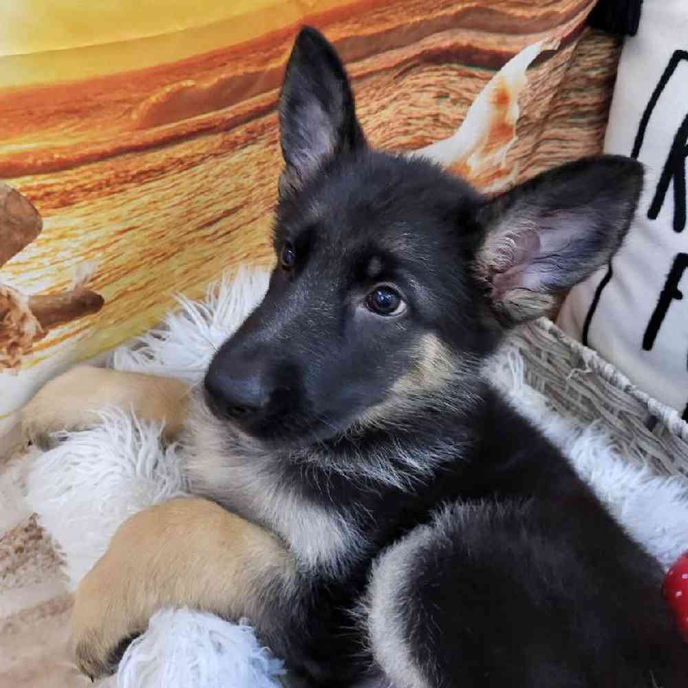 Female German Shepherd Puppy for Sale in Monroeville, PA