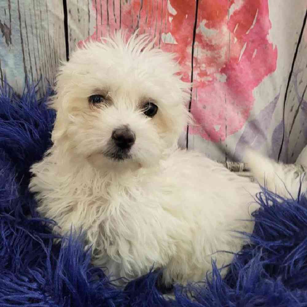 Female Coton De Tulear Puppy for Sale in Monroeville, PA