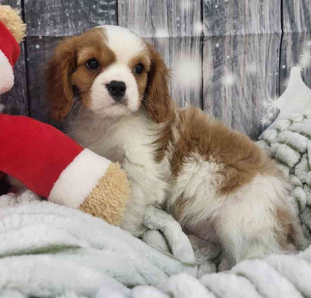 Male Cavalier King Charles Spaniel Puppy for Sale in Monroeville, PA