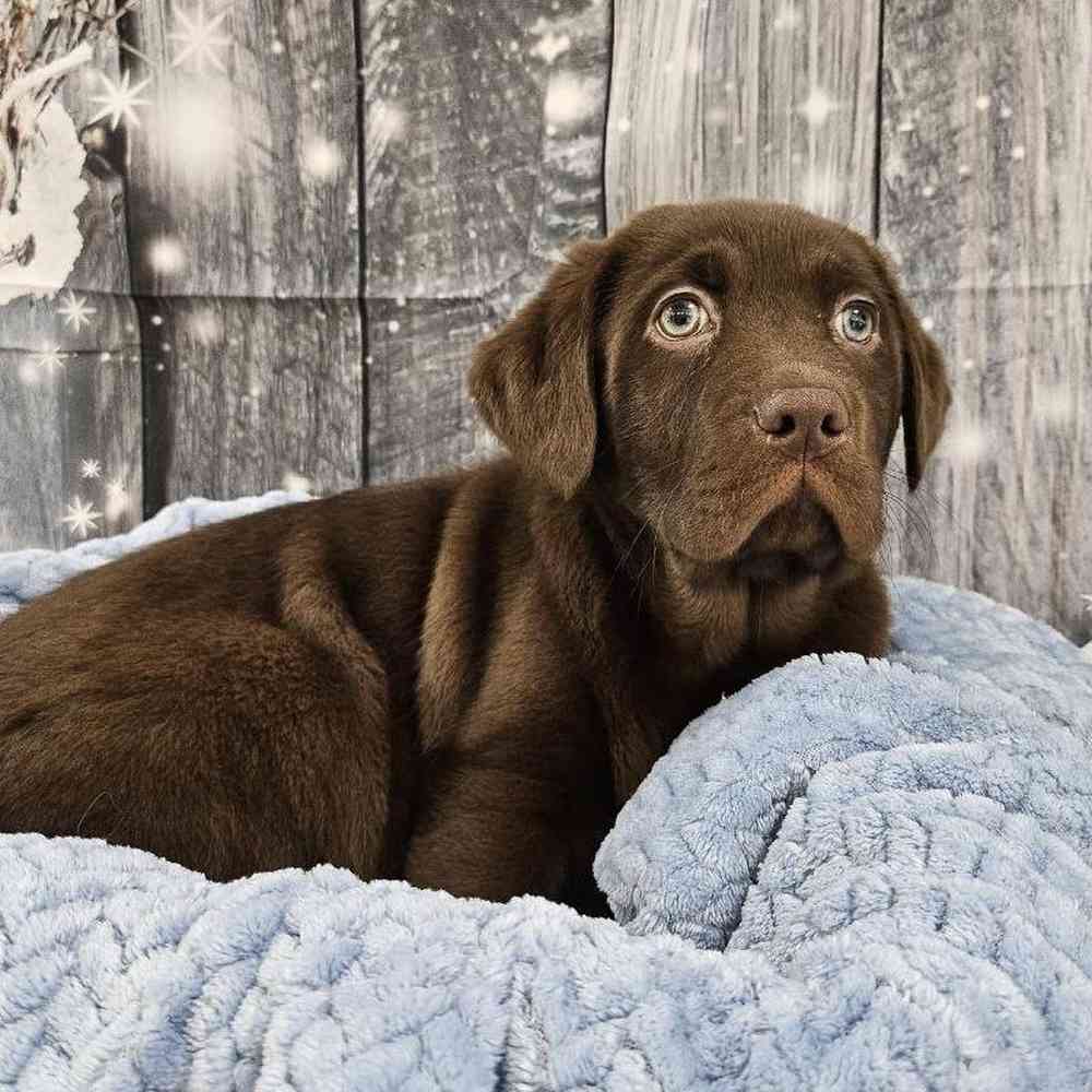 Male Labrador Retriever Puppy for Sale in Monroeville, PA