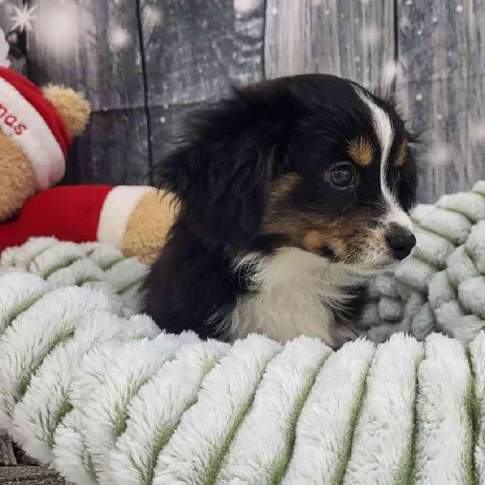 Male Miniature Australian Shepherd Puppy for Sale in Monroeville, PA