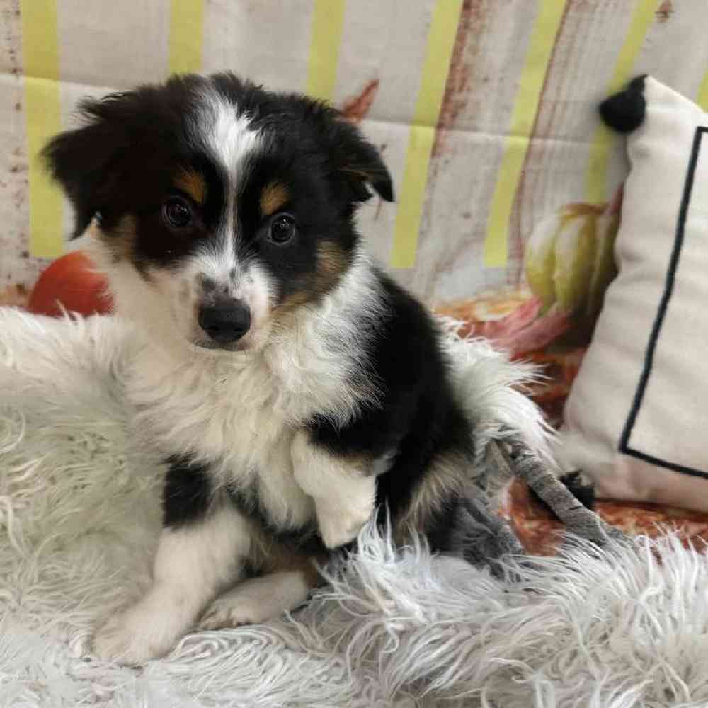 Male Toy Australian Shepherd Puppy for Sale in Monroeville, PA