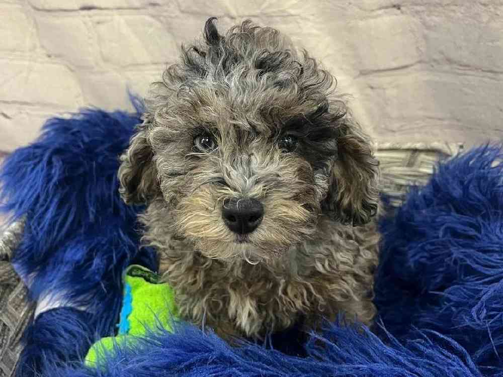 Male Poodle Toy Puppy for Sale in Pittsburgh, PA