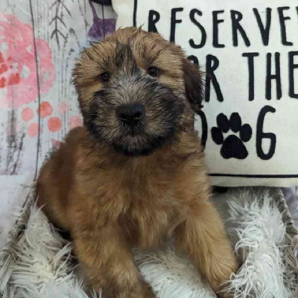 Male Soft Coated Wheaten Terrier Puppy for Sale in Monroeville, PA