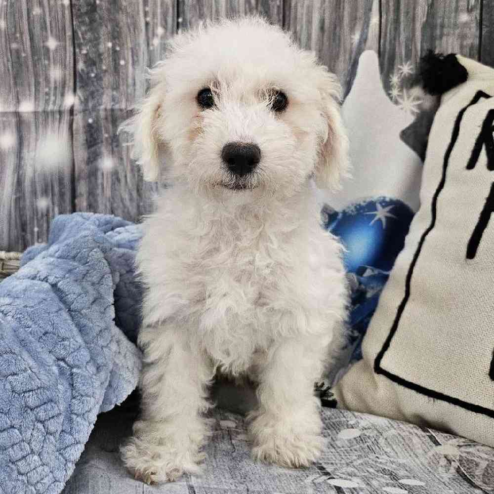 Male Bichon Puppy for Sale in Monroeville, PA