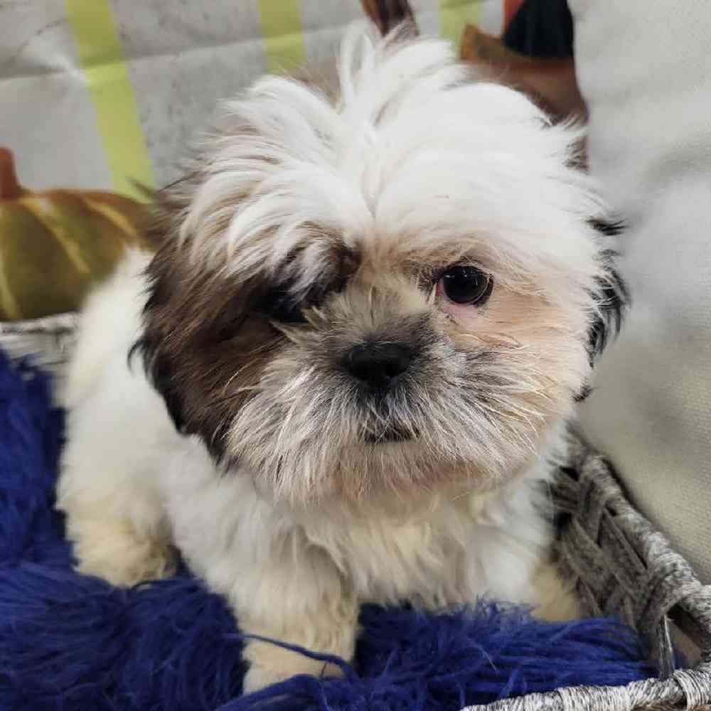 Female Shih Tzu Puppy for Sale in Monroeville, PA