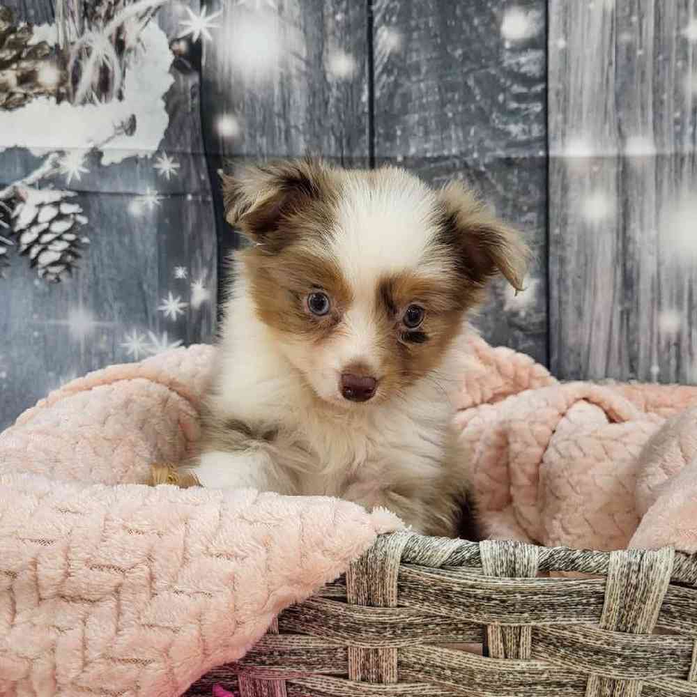 Female Toy Australian Shepherd Puppy for Sale in Monroeville, PA