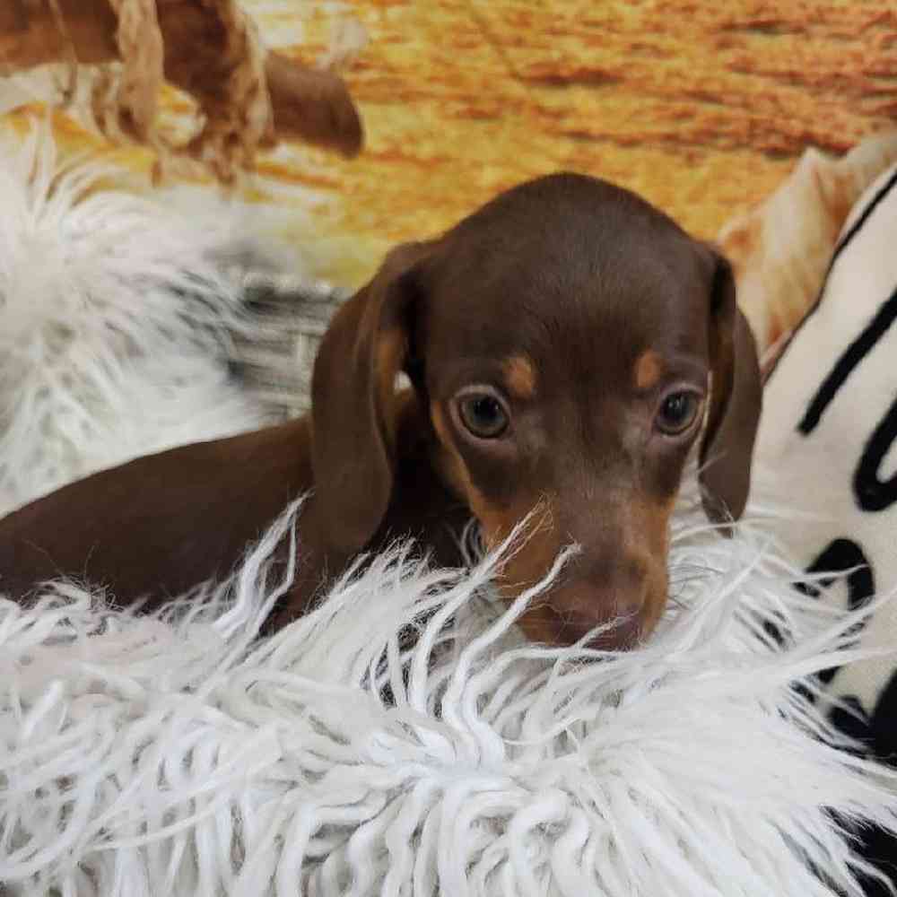 Male Dachshund Puppy for Sale in Monroeville, PA