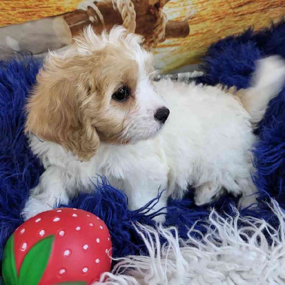 Female Cavachon Puppy for Sale in Monroeville, PA