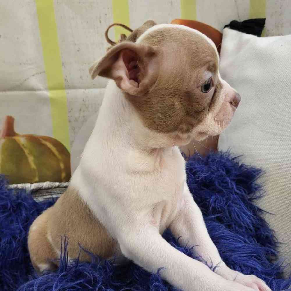 Male Boston Terrier Puppy for Sale in Monroeville, PA