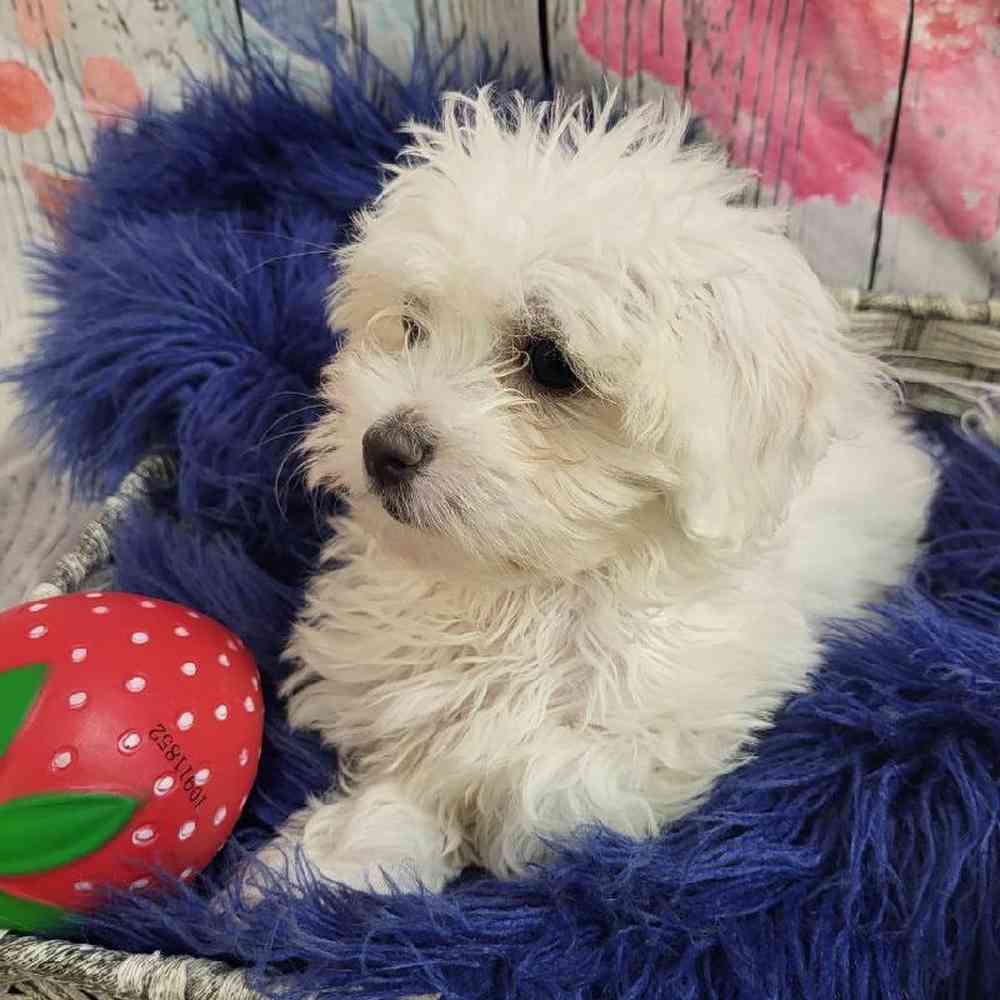 Female Coton De Tulear Puppy for Sale in Monroeville, PA