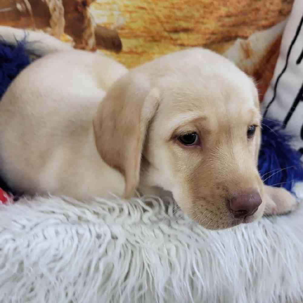 Male Labrador Retriever Puppy for Sale in Monroeville, PA