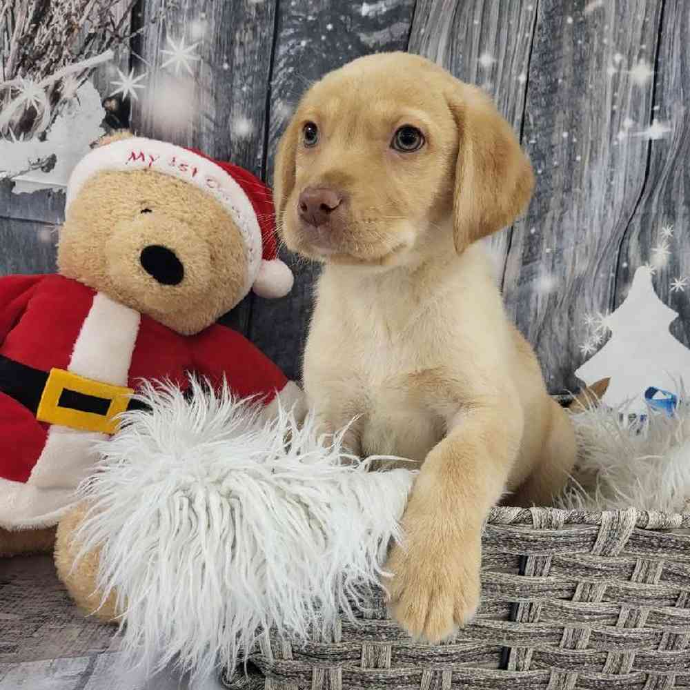 Male Labrador Retriever Puppy for Sale in Monroeville, PA