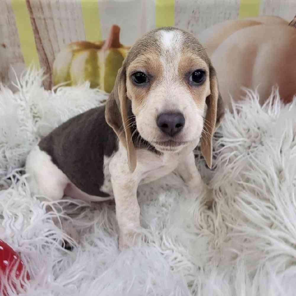 Female Beagle Puppy for Sale in Monroeville, PA