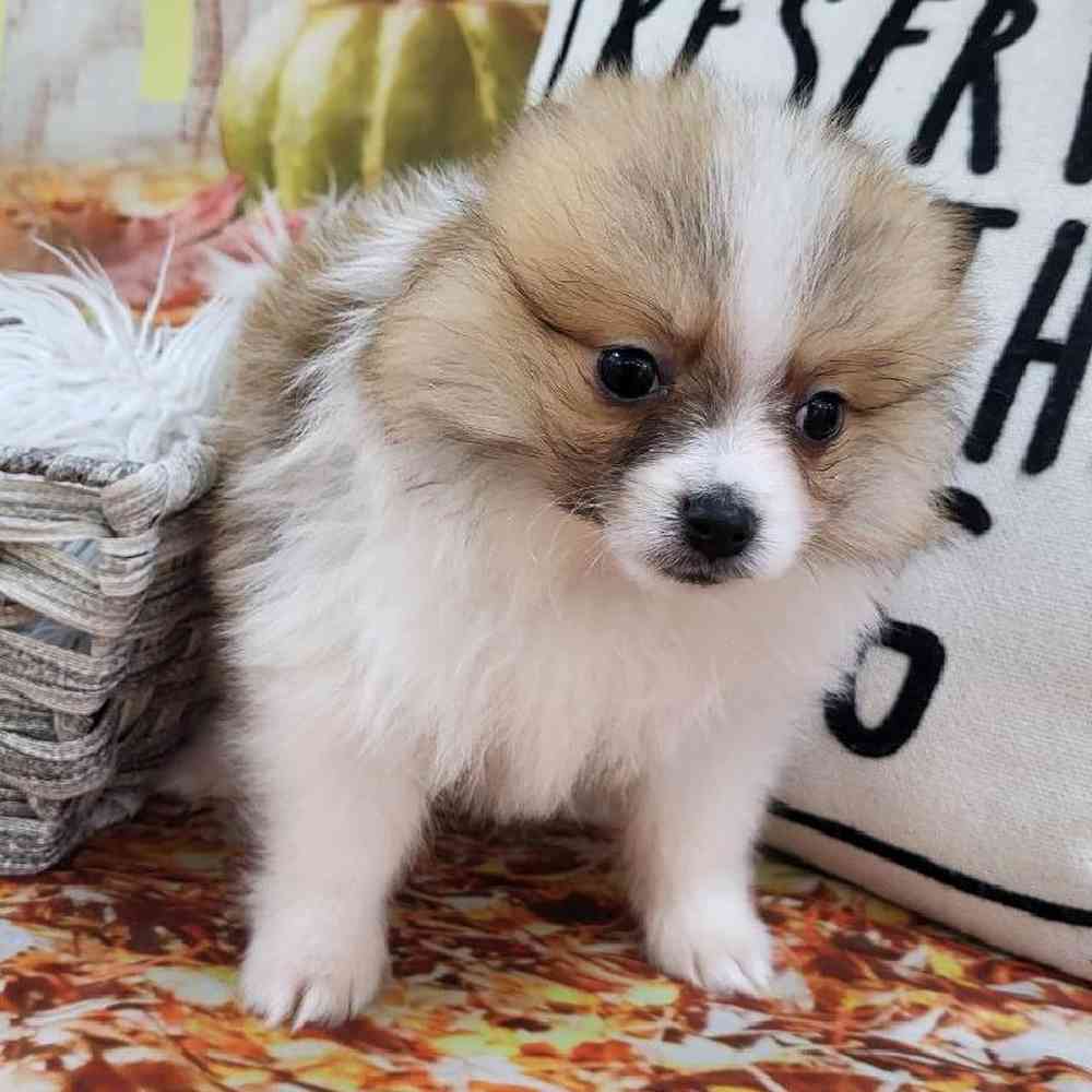 Male Pomeranian Puppy for Sale in Monroeville, PA