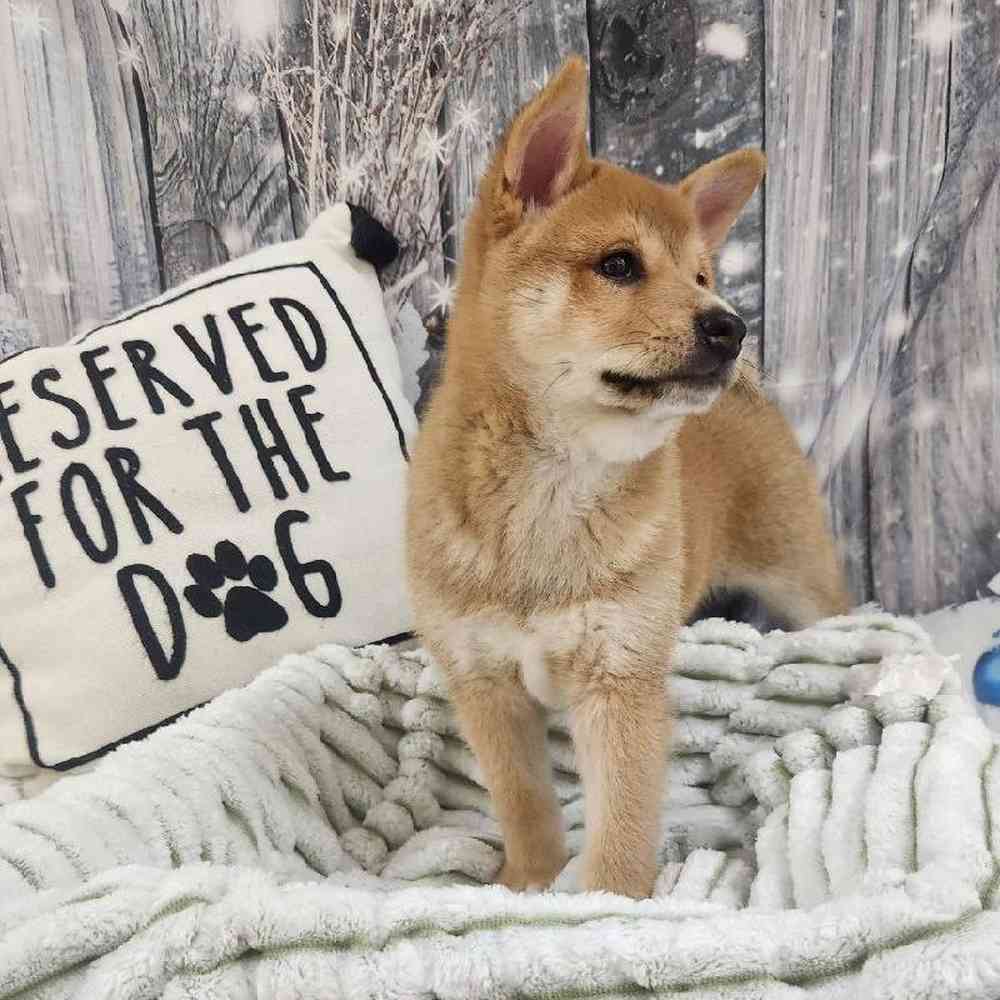 Male Shiba Inu Puppy for Sale in Monroeville, PA