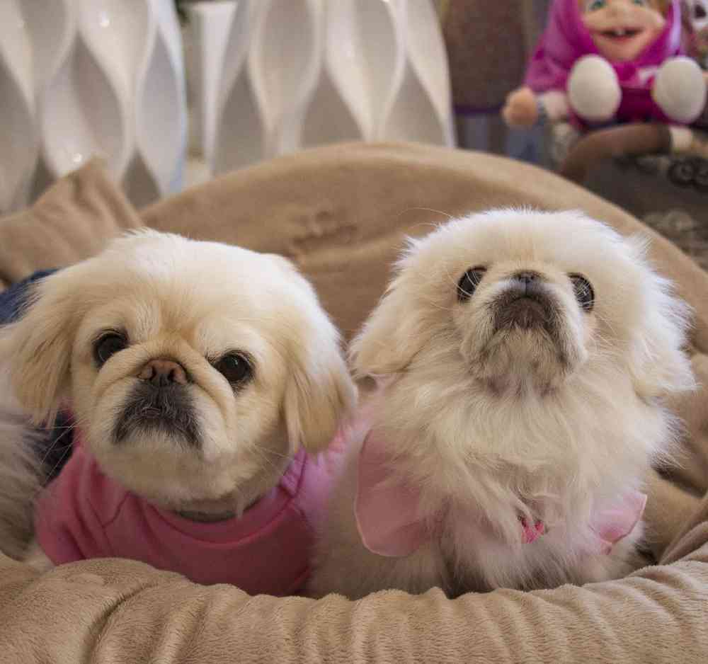 Pekingese image