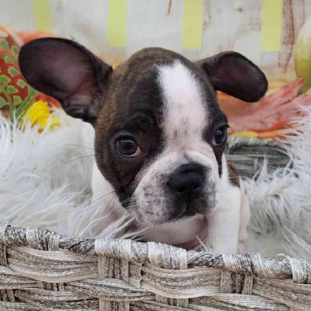 Male French Bulldog Puppy for Sale in Monroeville, PA