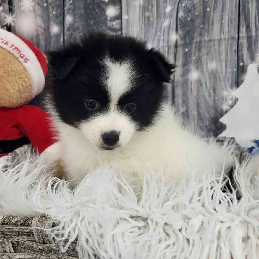 Female Pomsky 2nd gen. Puppy for Sale in Monroeville, PA