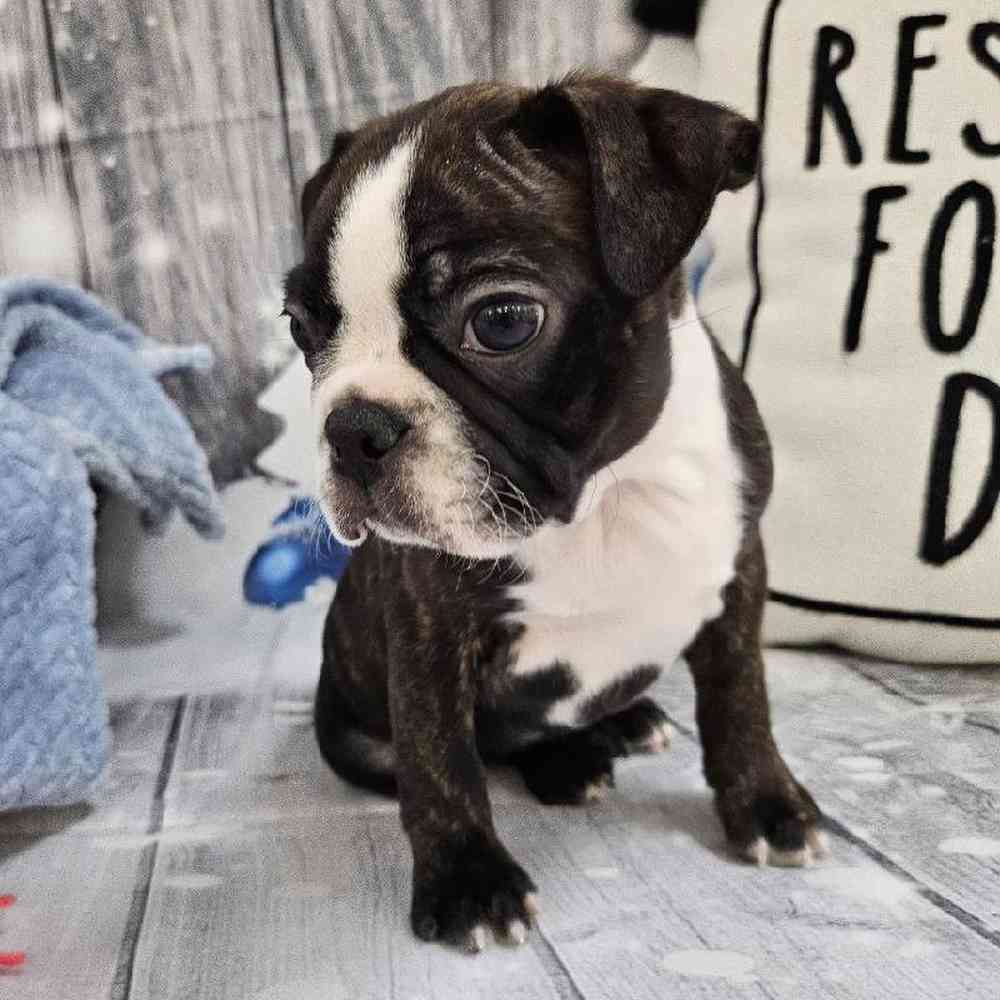 Male Boston Terrier Puppy for Sale in Monroeville, PA