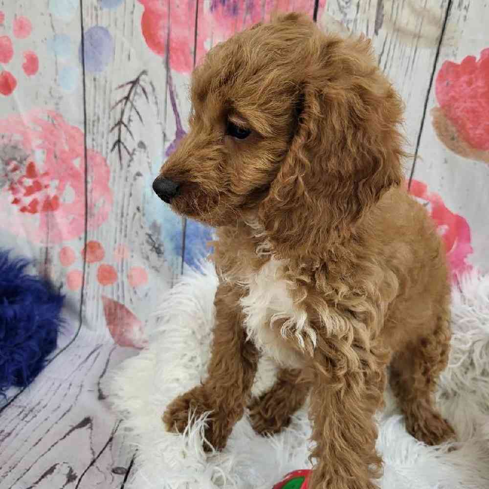 Male Cavapoo Puppy for Sale in Monroeville, PA