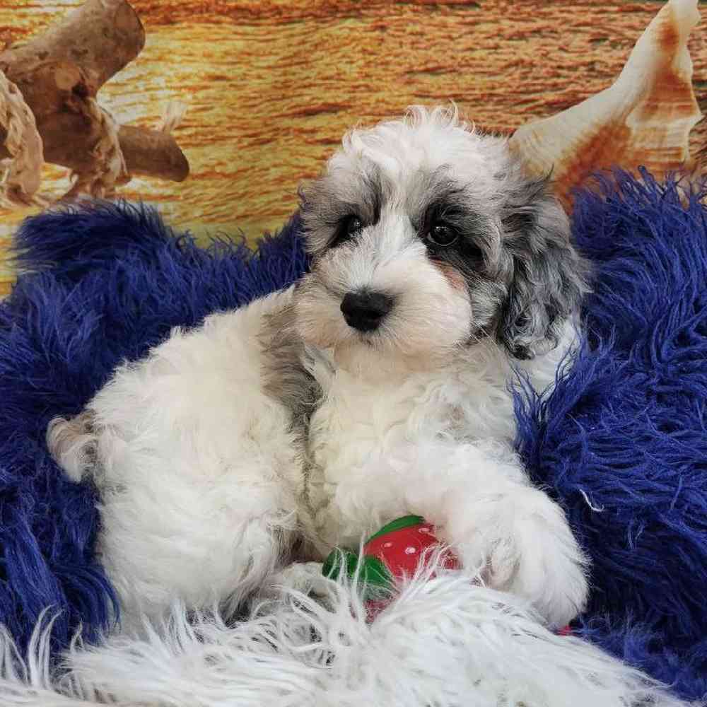 Male Schnoodle Puppy for Sale in Monroeville, PA