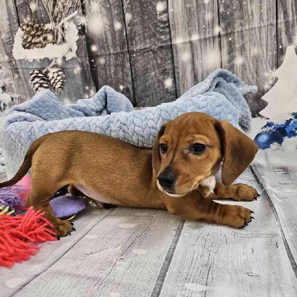 Male Dachshund Puppy for Sale in Monroeville, PA