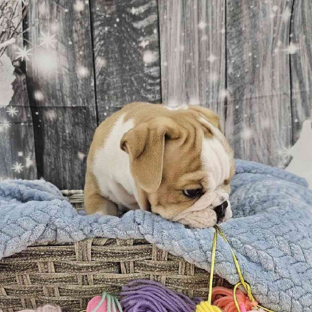 Male English Bulldog Puppy for Sale in Monroeville, PA