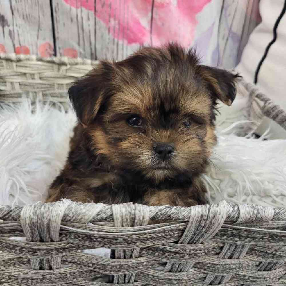 Male Shorkie Puppy for Sale in Monroeville, PA