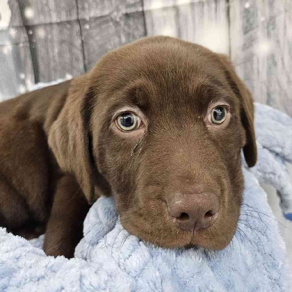 Male Labrador Retriever Puppy for Sale in Monroeville, PA