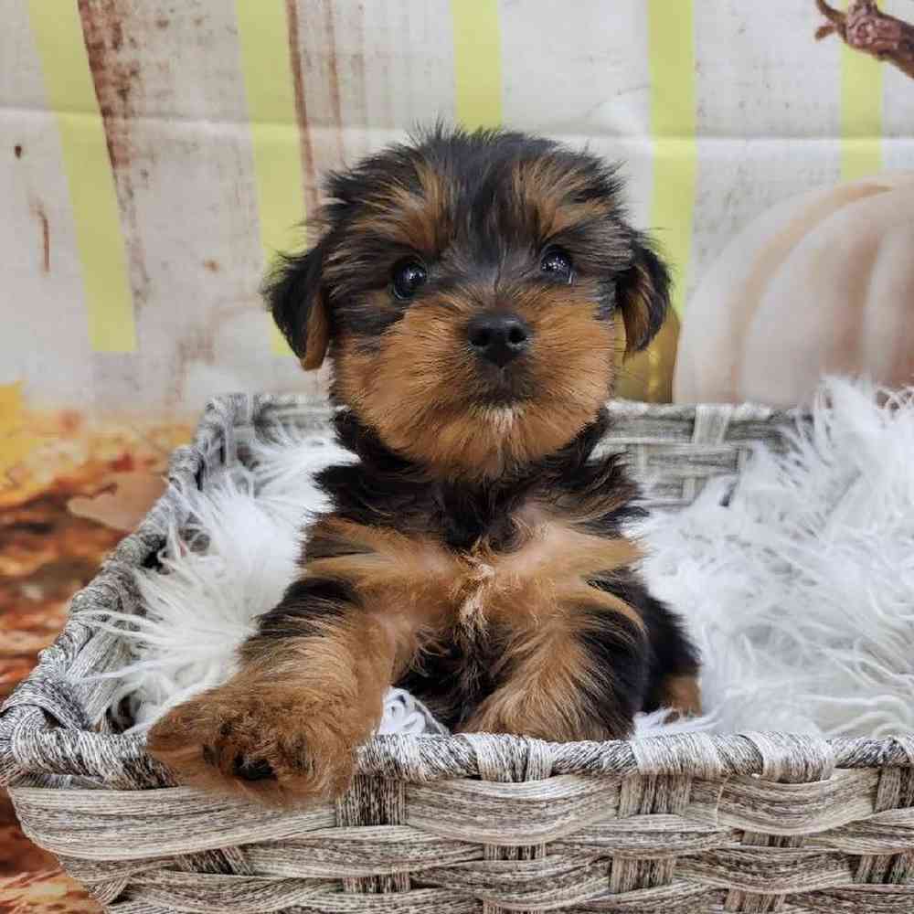 Male Yorkie Puppy for Sale in Monroeville, PA