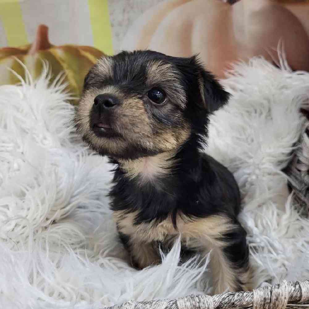 Female Yorkie Puppy for Sale in Monroeville, PA