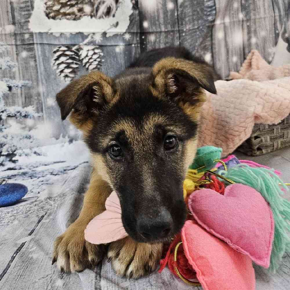 Female German Shepherd Puppy for Sale in Monroeville, PA